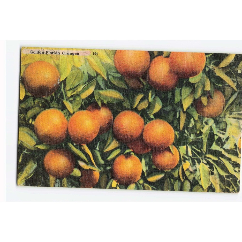 Vintage 1950 Golden Florida Oranges Linen Postcard Bradenton FL Postmark 104